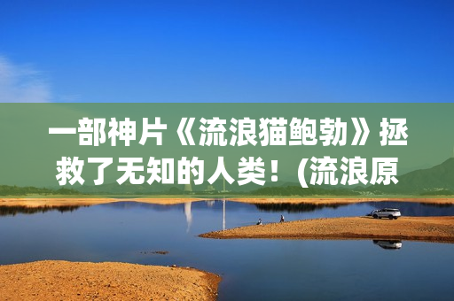一部神片《流浪猫鲍勃》拯救了无知的人类！(流浪原版)