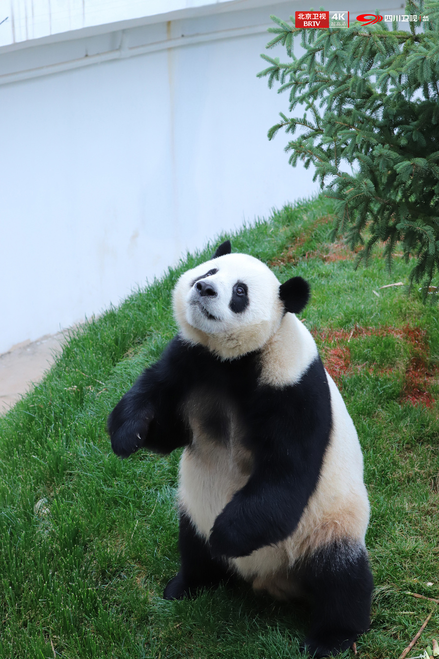 D:/A 威联/熊猫奇遇记2/稿件/12.5/EP02播前预热稿件配图-北京卫视/大熊猫和兴.jpg大熊猫和兴