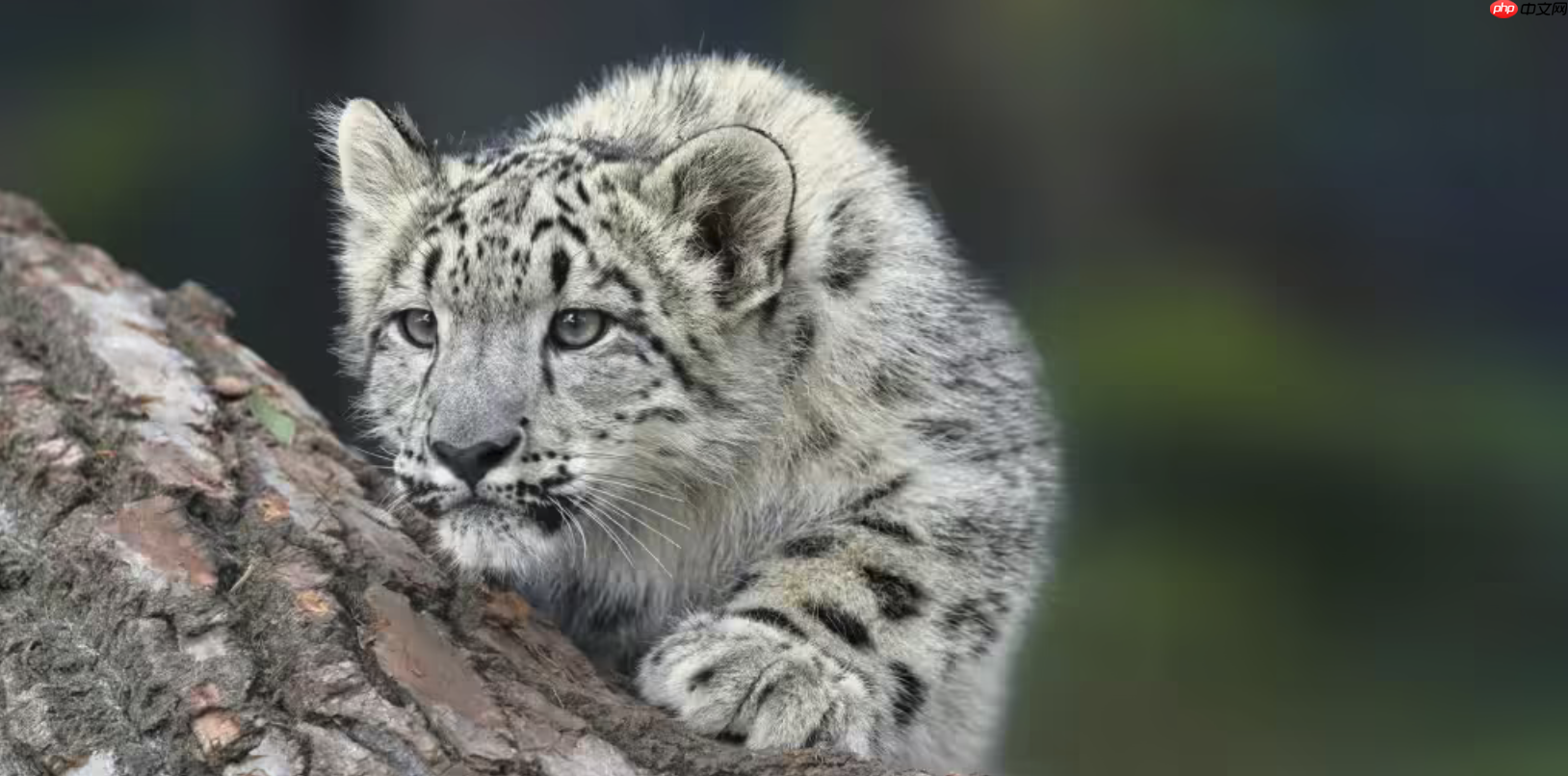 iOS 27前瞻:「雪豹」级体验升级,涵盖7大核心功能