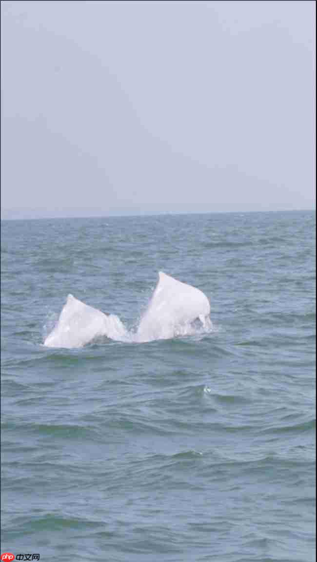 从参与到守护：镜头定格粉红色海豚，从全民寻“豚”到全民护“豚”