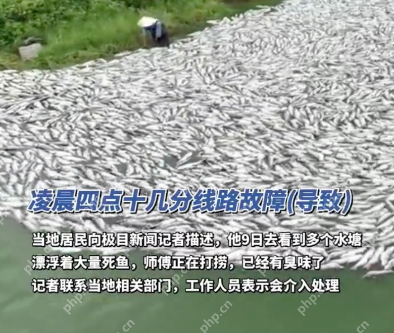 广西一水产公司大量鱼类死亡:十几万斤鱼死亡白花花铺满鱼塘 - php中文网
