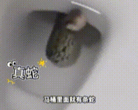 女生半夜如厕发现马桶内有条活蛇是怎么回事？详情介绍