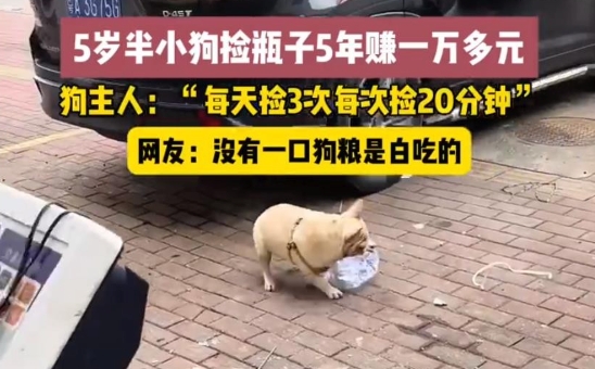 5岁半小狗捡瓶5年攒下万元存款是怎么回事？详情介绍 - php中文网