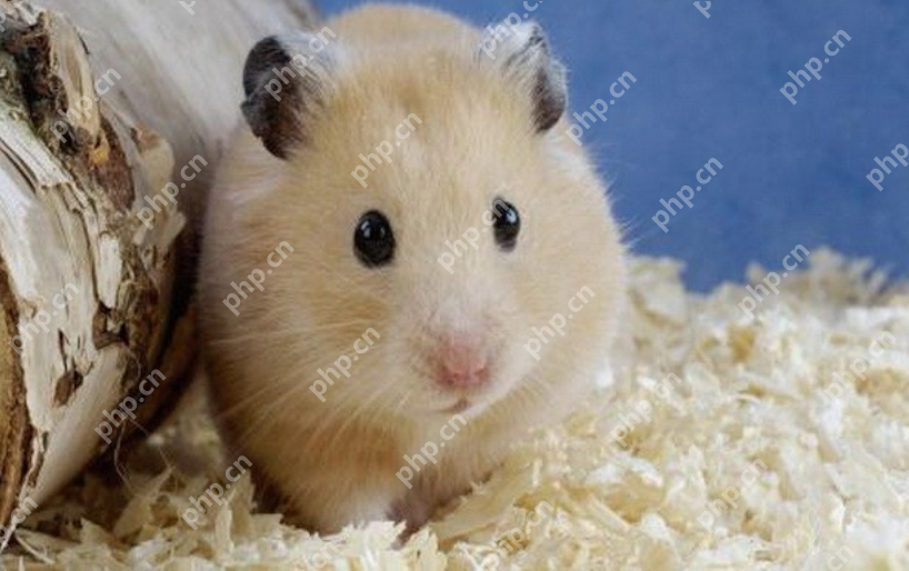 回乡创业1年卖4000万只老鼠,一只卖到200到300元? - php中文网