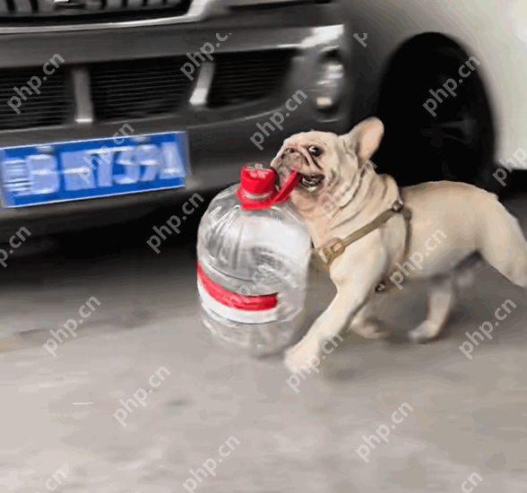 狗狗捡瓶子25天收入1300多?网友:狗都比我挣的多 - php中文网