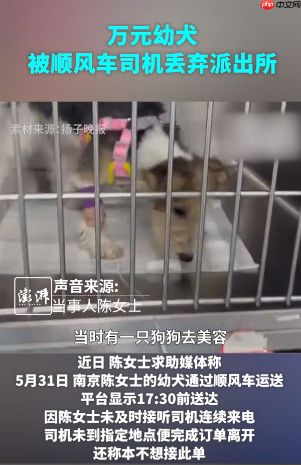 女子用顺风车托运万元幼犬 被司机丢弃未送达 平台客服被指不作为