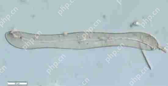 打开了生态盲盒！上海发现了神秘生物！中国从未记录