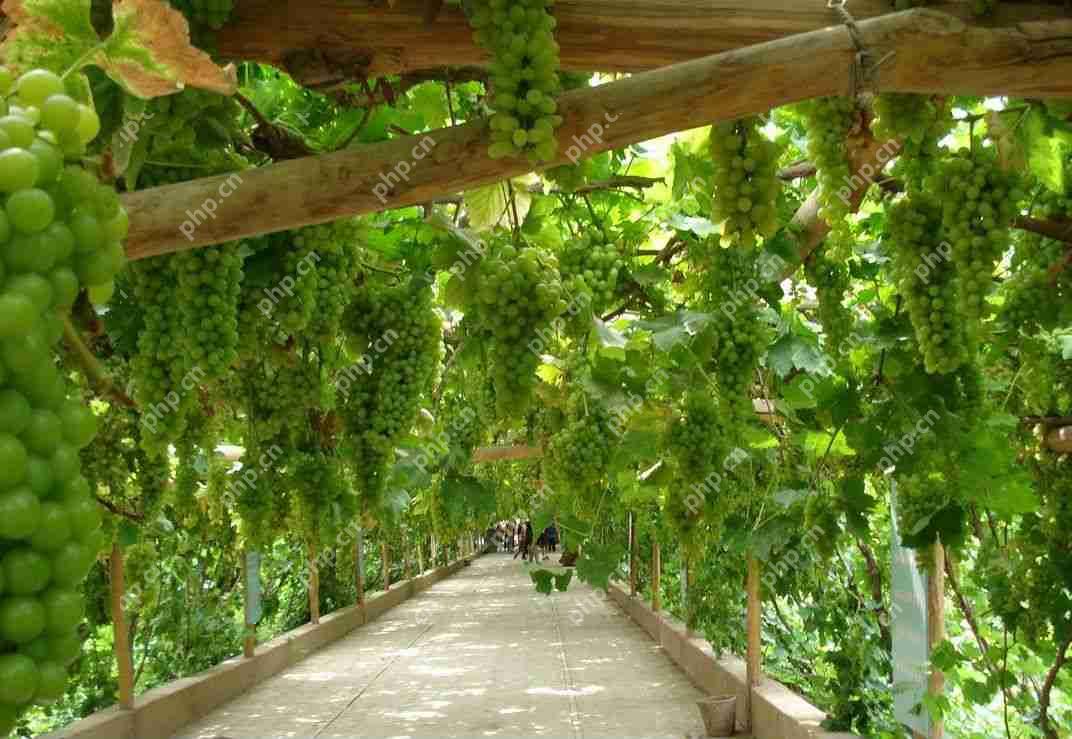 县城用APP卖水果蔬菜:来看“果蔬园”APP如何解决农产品销售难的问题