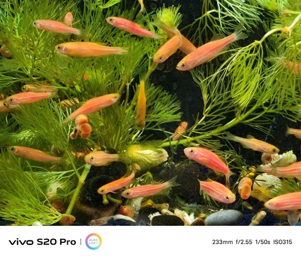 vivo S20 Pro上手:人像摄影一骑绝尘 3000档位不二之选