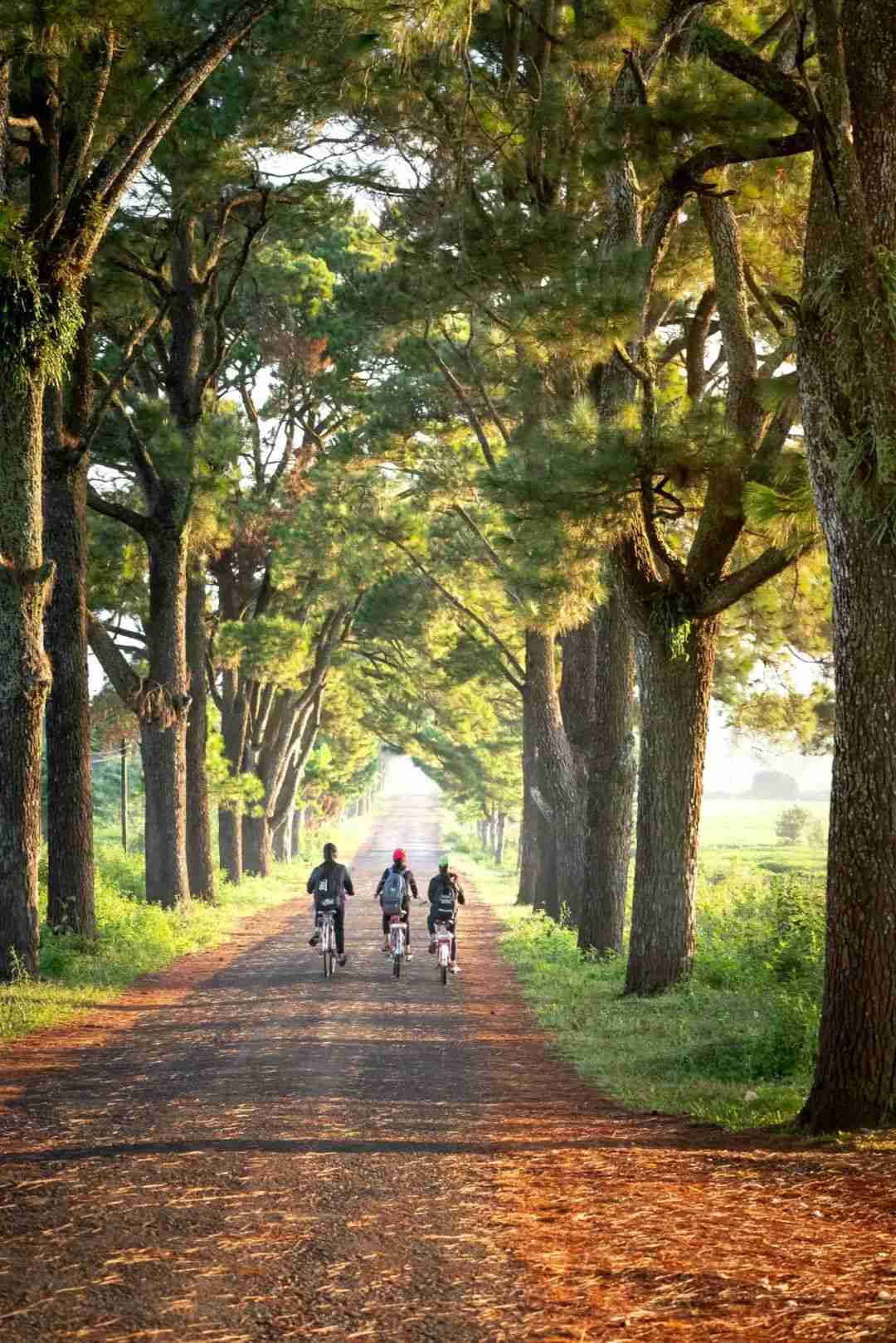 秋天的树木这么拍,更容易出片